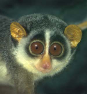 Loris male