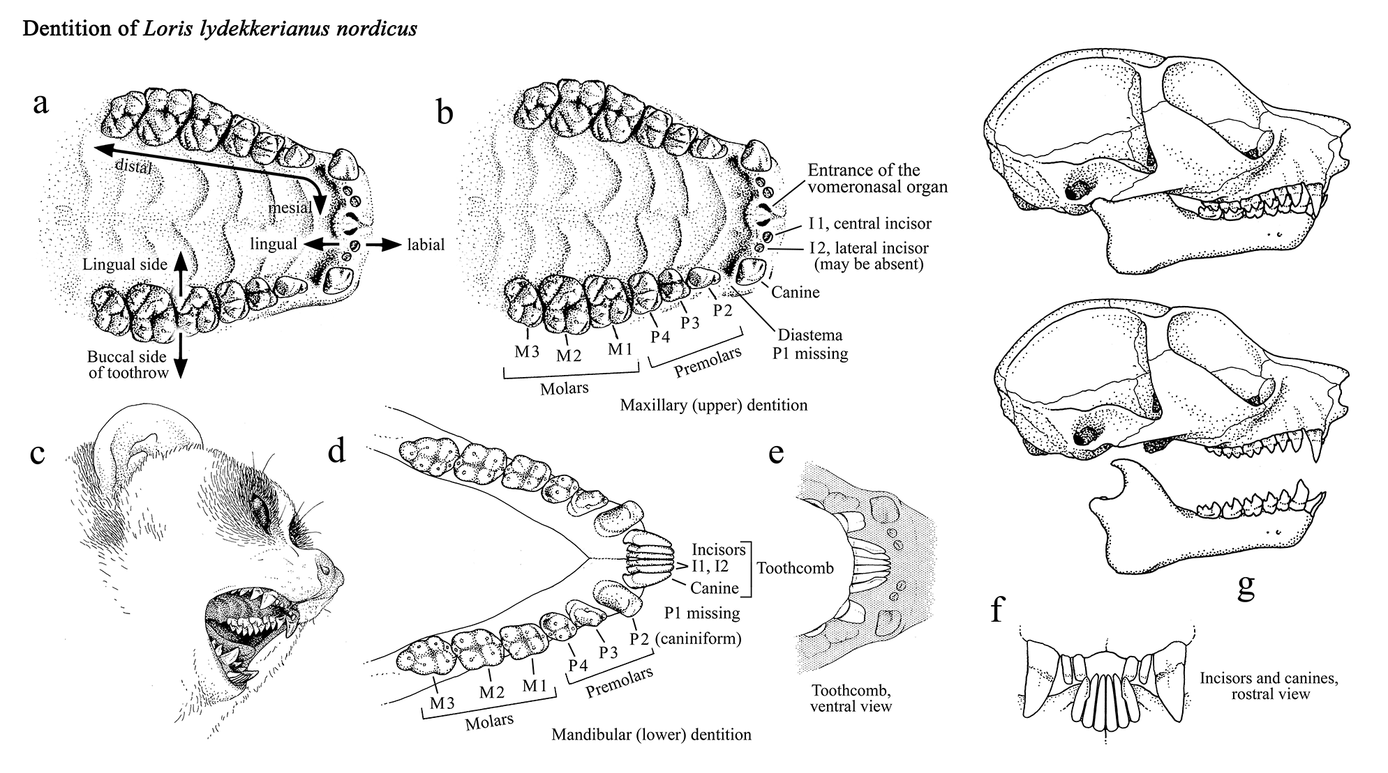 Dentition for
        veterinarians