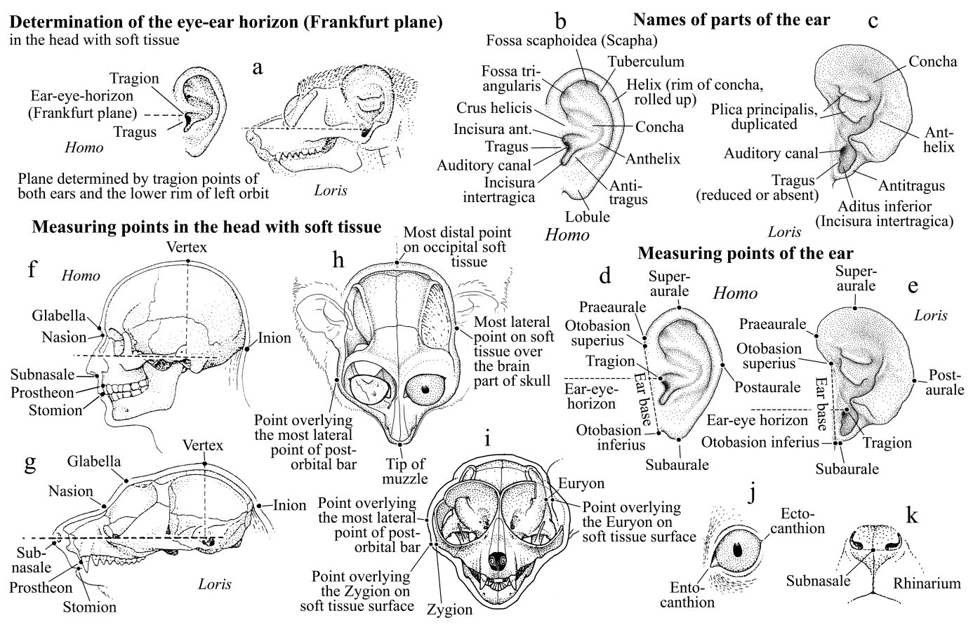 Facial characteristics, head, ear measurements in lorises and pottos