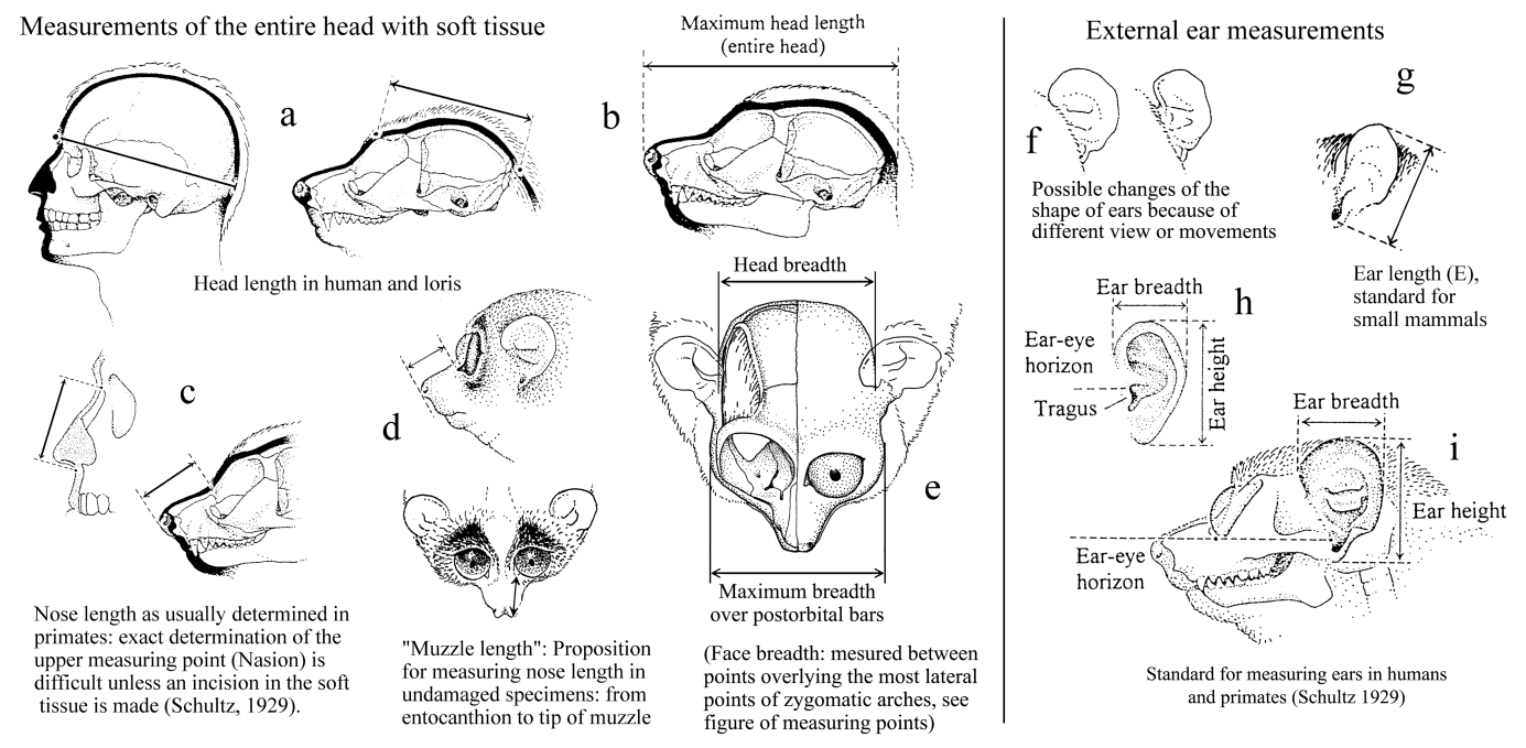 Facial characteristics, head, ear measurements in lorises and pottos