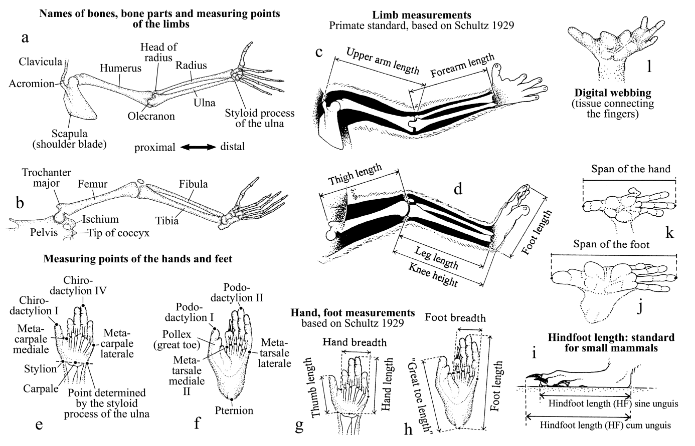 What Is Arm Length Measurement At Terry Chacon Blog