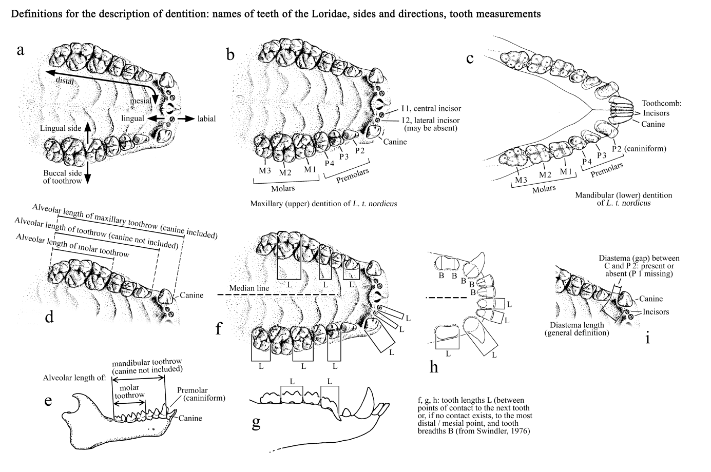 Names Of Teeth