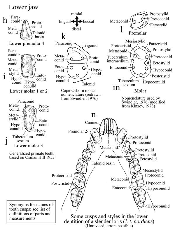 Names Of Teeth Tooth Parts Diastema Lengths In Lorises And Pottos