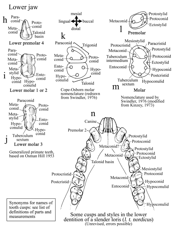 human teeth names